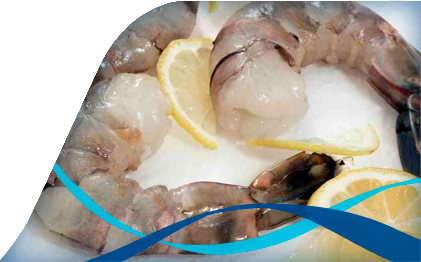 Fresh Water Shell on Prawns