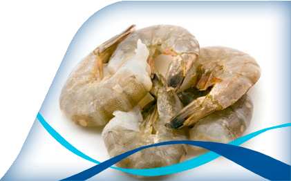 Headless Shell on Prawns