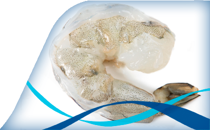 Peeled & Devained Prawns